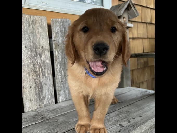Golden Retriever