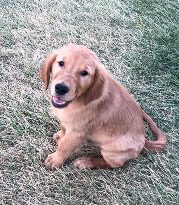 Golden Retriever