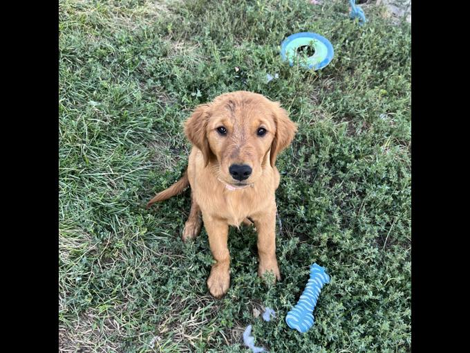 Golden Retriever