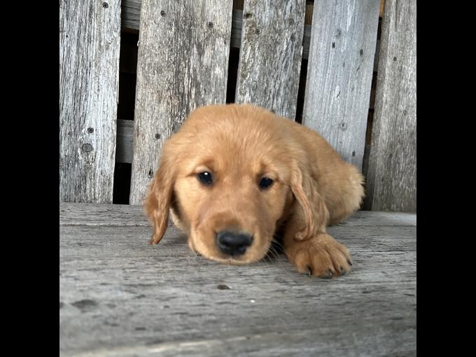 Golden Retriever