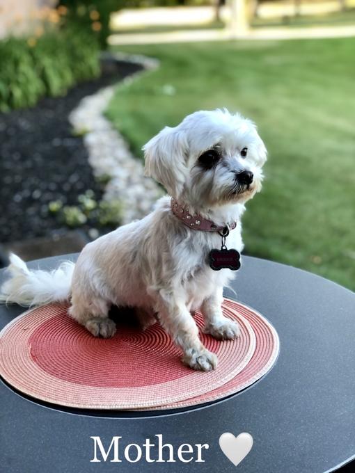 MALTESE