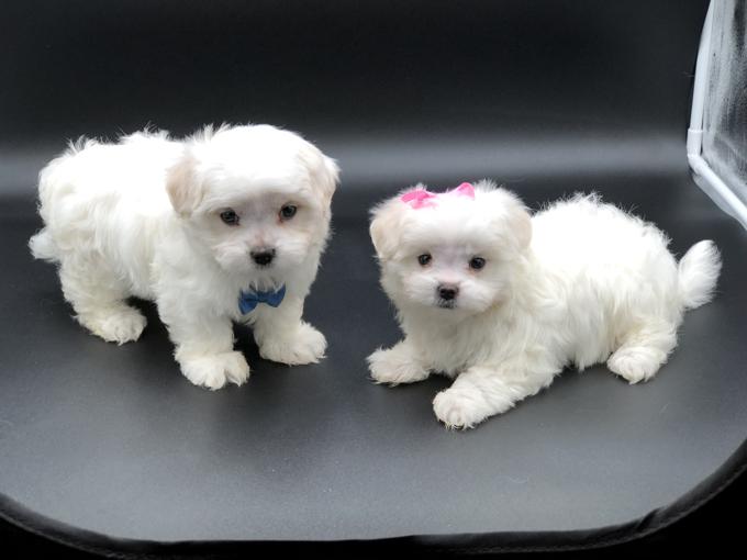 MALTESE