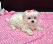 MALTESE