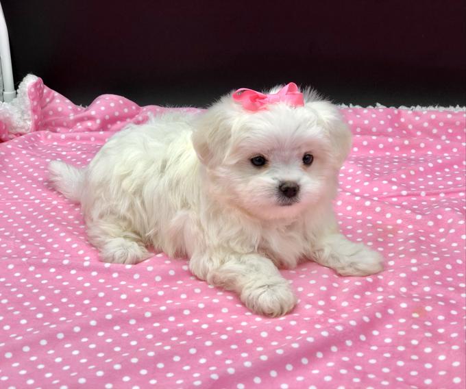 MALTESE