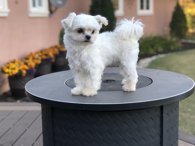 MALTESE