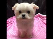 MALTESE