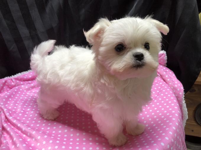 MALTESE
