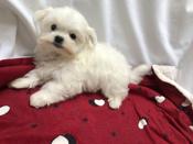 MALTESE