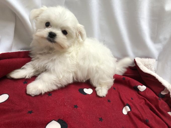 MALTESE