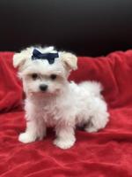 MALTESE