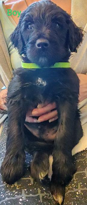 Portuguese water dog golden doodle mix