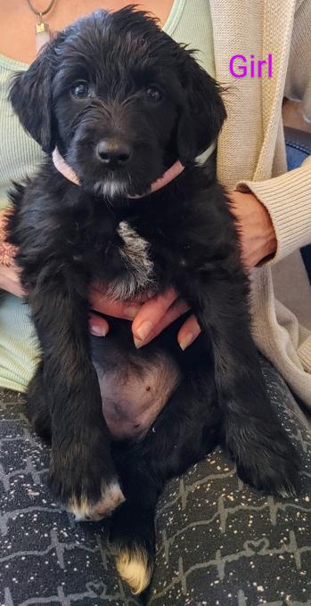 Portuguese water dog golden doodle mix