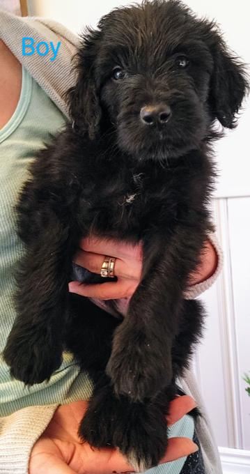 Portuguese water dog golden doodle mix