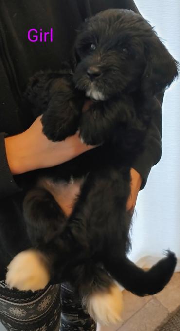 Portuguese water dog golden doodle mix
