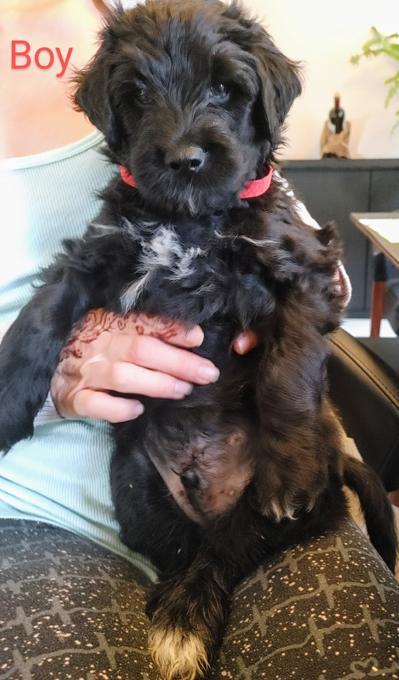 Portuguese water dog golden doodle mix