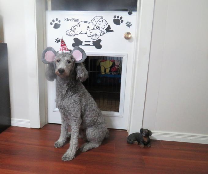 Poodle