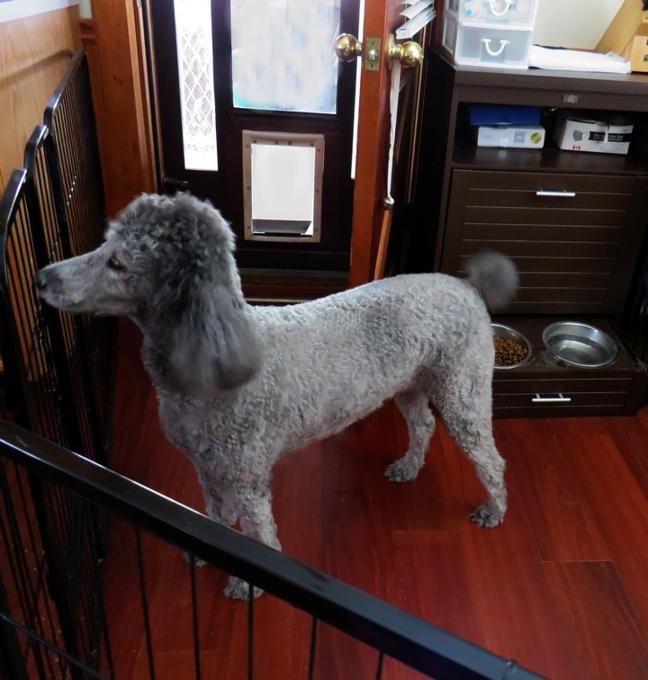 Poodle