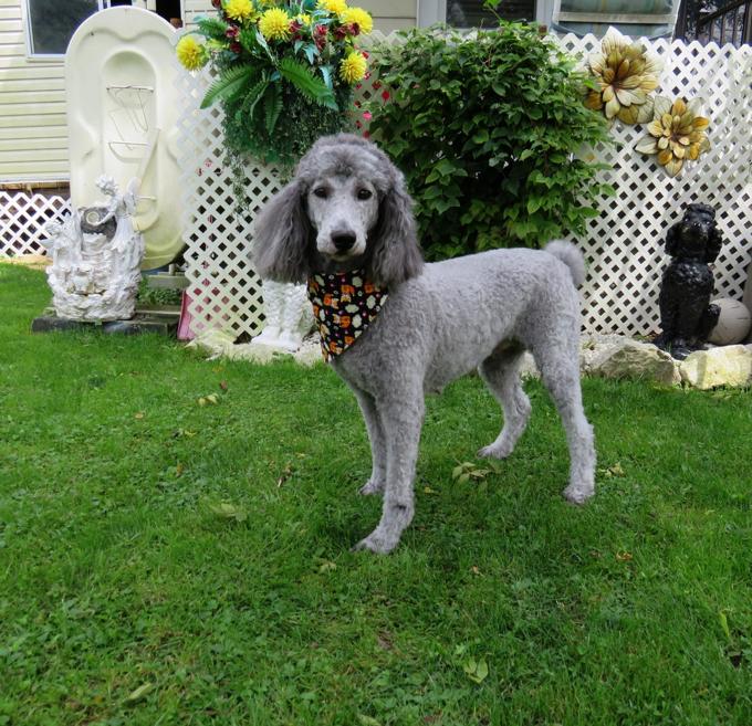 Poodle