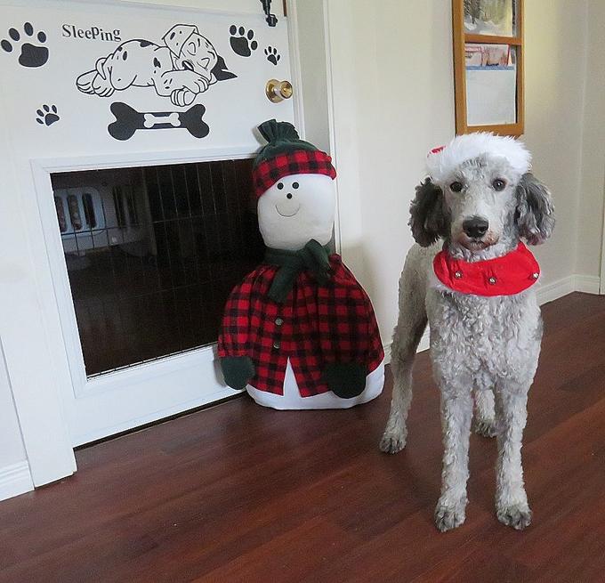 Poodle