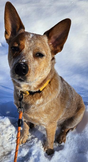 Australian Cattle dog