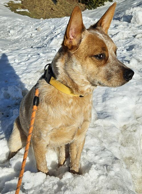 Australian Cattle dog