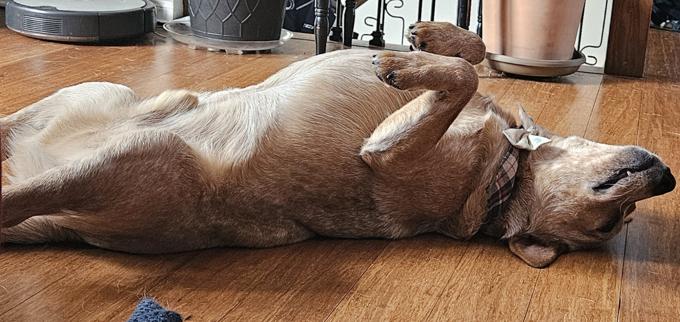 Australian Cattle dog
