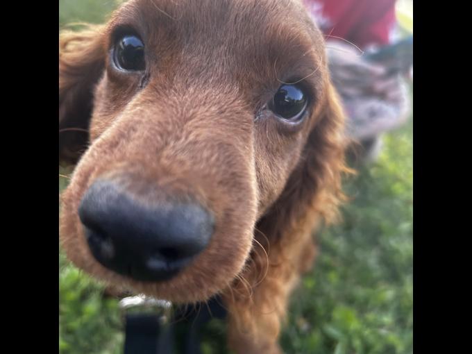 Cockapoo