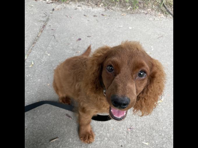 Cockapoo