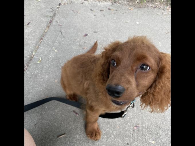 Cockapoo