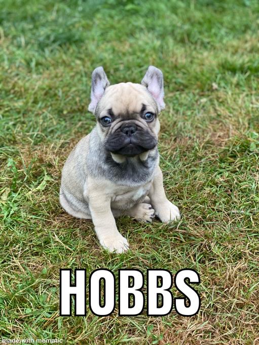French bulldog