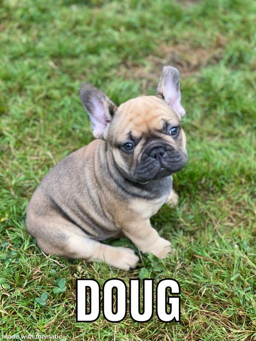 French bulldog
