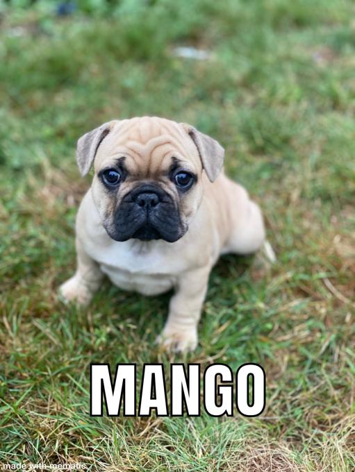 French bulldog