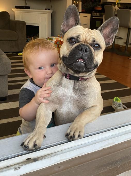 French bulldog