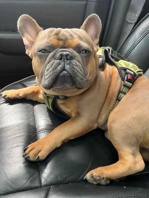 French bulldog