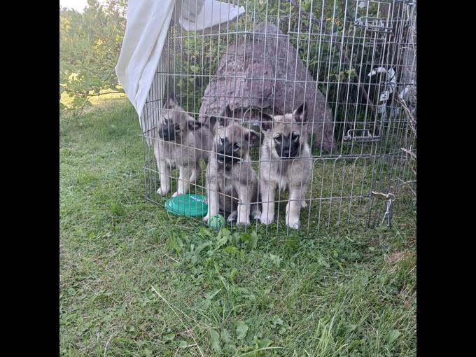 Norwegian Elkhound / Silver Gray & Black