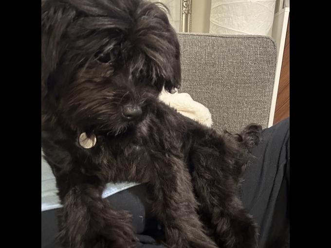 Morkie
