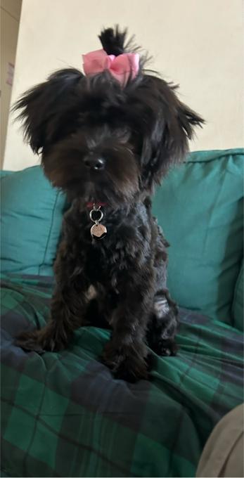Morkie
