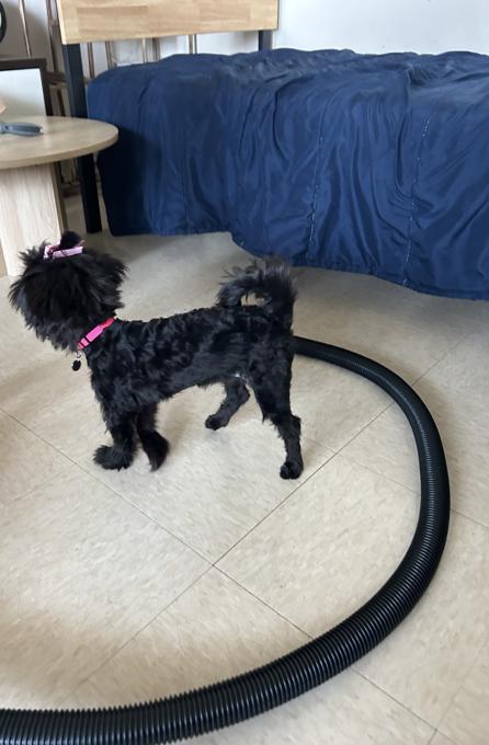 Morkie