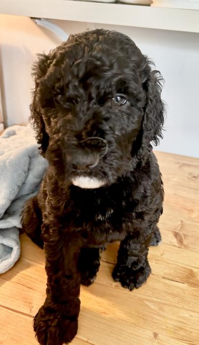 Goldendoodle