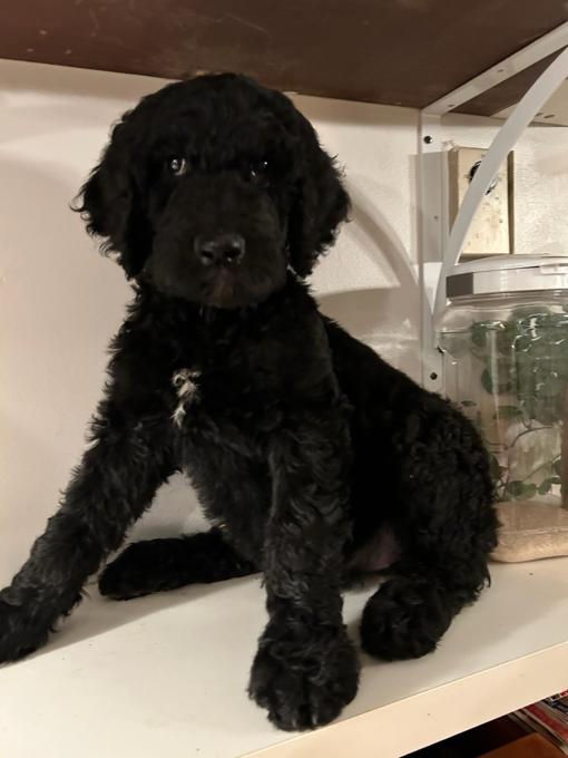 Goldendoodle