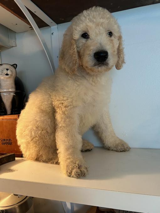Goldendoodle