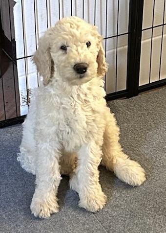 Goldendoodle
