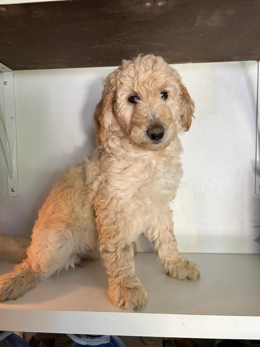 Goldendoodle