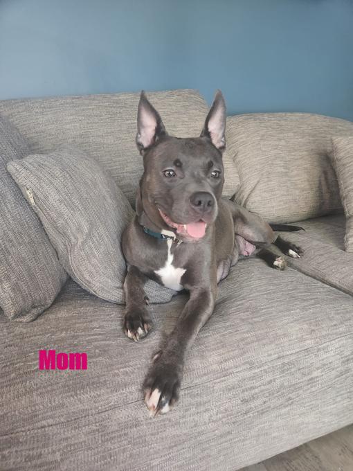 American Bulldog Mix/Bernese Mountain Dog