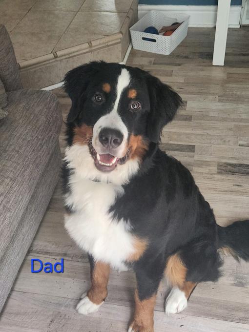 American Bulldog Mix/Bernese Mountain Dog