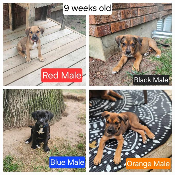 American Bulldog Mix/Bernese Mountain Dog