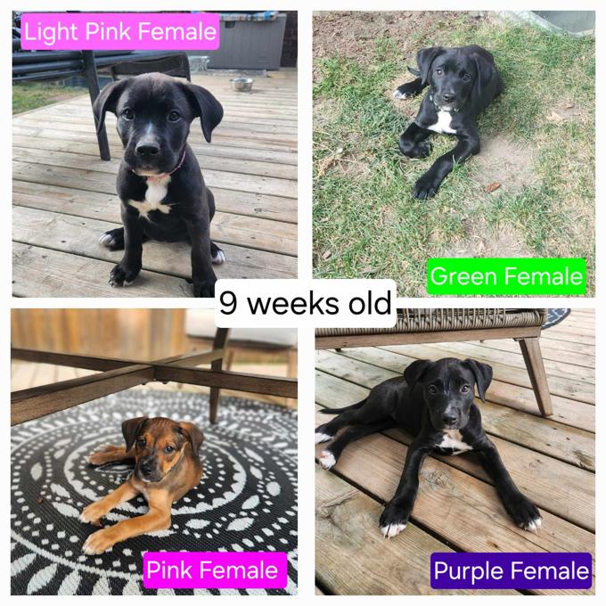 American Bulldog Mix/Bernese Mountain Dog