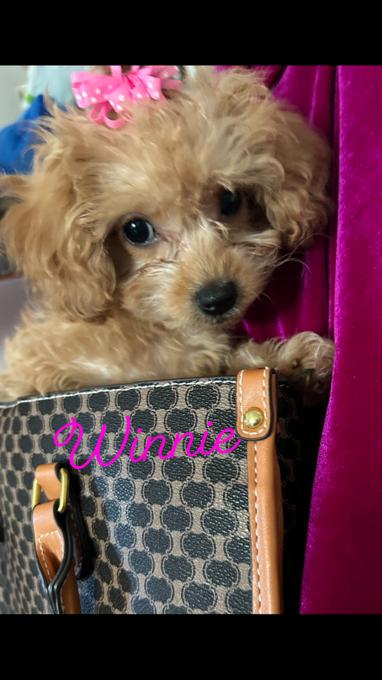 Toy poodle