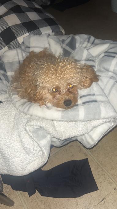 Toy poodle