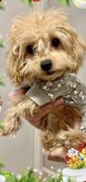 Toy poodle